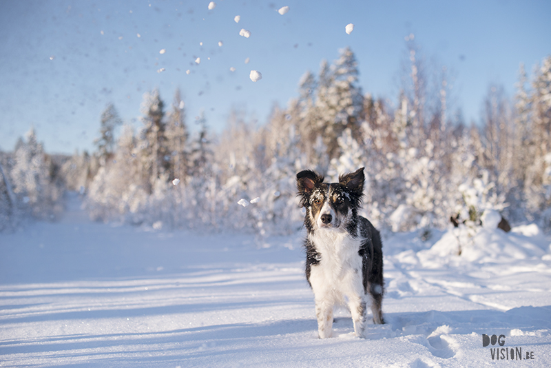 #TongueOutTuesday (03), weekly dog blog, adventure dogs, hiking with dogs in Europe, Sweden, Border Collie, Dog photographer, www.DOGvision.eu