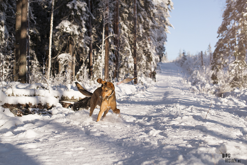 #TongueOutTuesday (03), weekly dog blog, adventure dogs, hiking with dogs in Europe, Sweden, Border Collie, Dog photographer, www.DOGvision.eu