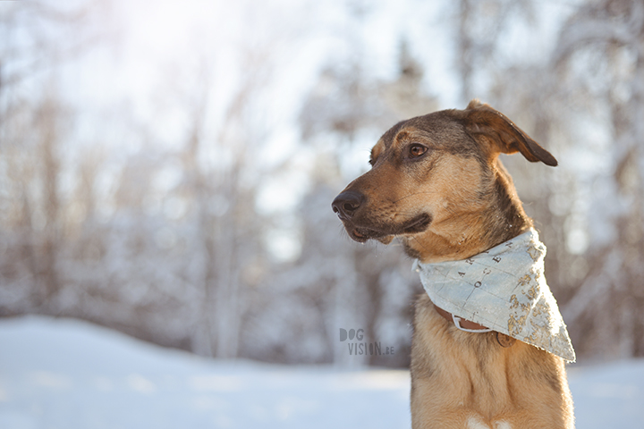 #TongueOutTuesday (02)| hondenfotografie | www.DOGvision.be