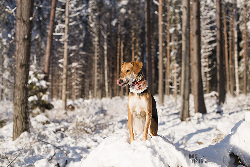 weekly dog blog post, dog photographer Sweden, hiking with dogs in Sweden, snow fun with dogs, www.DOGvision.eu