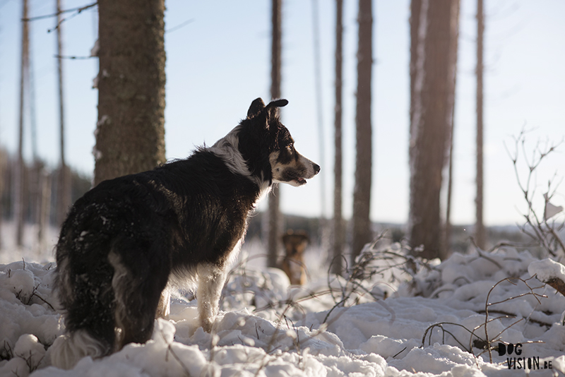 #TongueOutTuesday (03), weekly dog blog, adventure dogs, hiking with dogs in Europe, Sweden, Border Collie, Dog photographer, www.DOGvision.eu