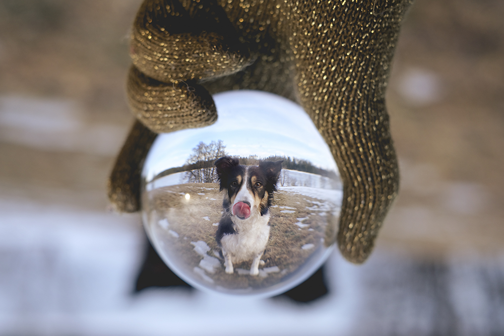 #tongueouttuesday (11), dog photography. life in Swedish countryside with dogs, www.DOGvision.eu