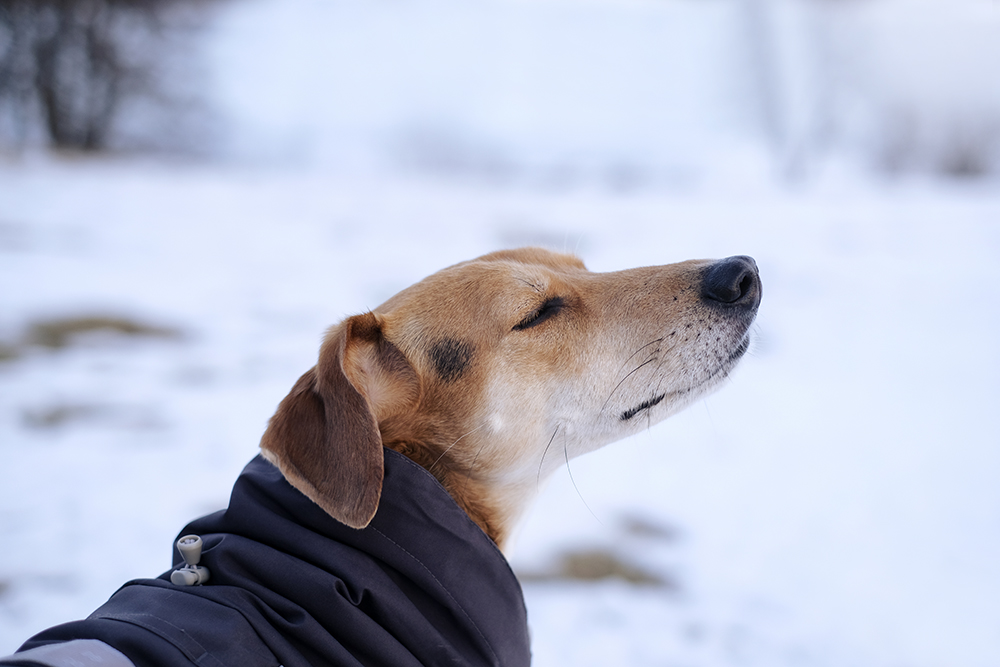 #tongueouttuesday (11), dog photography. life in Swedish countryside with dogs, www.DOGvision.eu