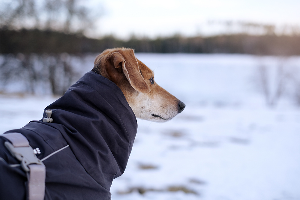 #tongueouttuesday (11), dog photography. life in Swedish countryside with dogs, www.DOGvision.eu