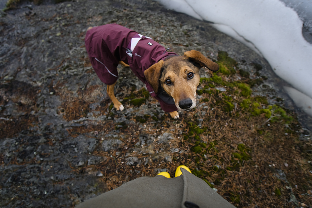 Hurtta Mudventure coat, Hurtta ambassador, hiking with dogs in Sweden, early spring, www.DOGvision.eu