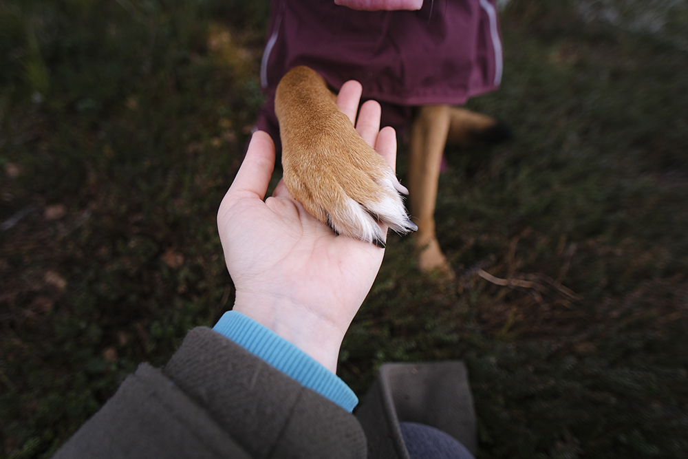 Hurtta Mudventure coat, Hurtta ambassador, hiking with dogs in Sweden, early spring, www.DOGvision.eu