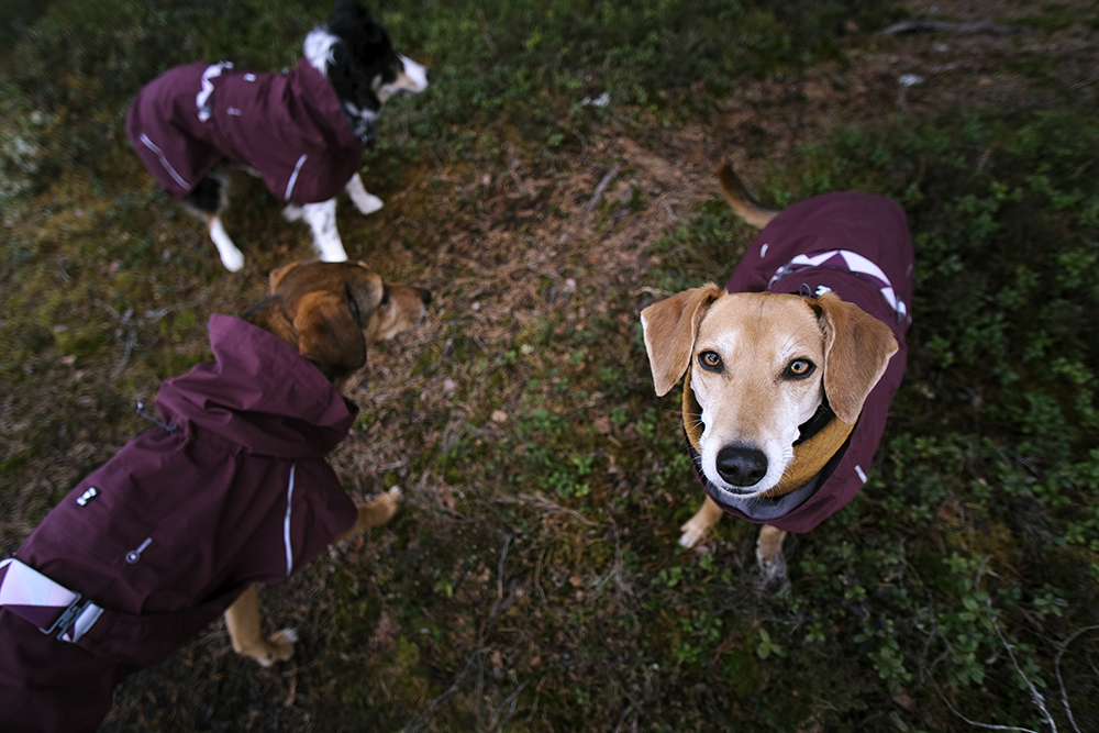 Hurtta Mudventure coat, Hurtta ambassador, hiking with dogs in Sweden, early spring, www.DOGvision.eu