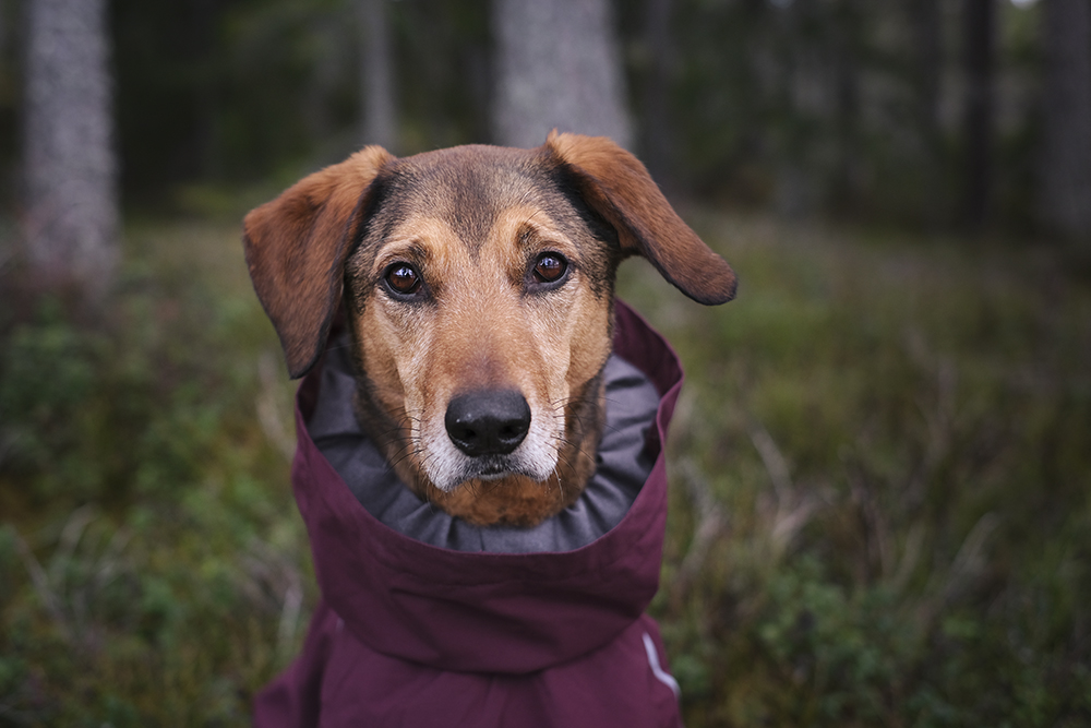 Hurtta Mudventure coat, Hurtta ambassador, hiking with dogs in Sweden, early spring, www.DOGvision.eu