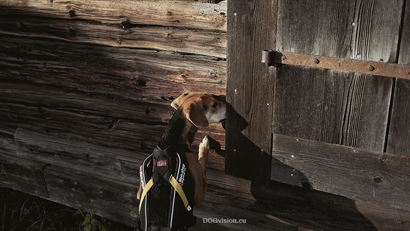 Dog photography tips for hiking/adventure dog photography, outdoors, www.DOGvision.eu