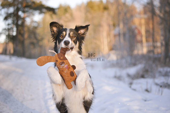 #TongueOutTuesday (02)| hondenfotografie | www.DOGvision.be