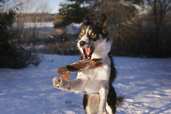 #TongueOutTuesday (02)| hondenfotografie | www.DOGvision.be