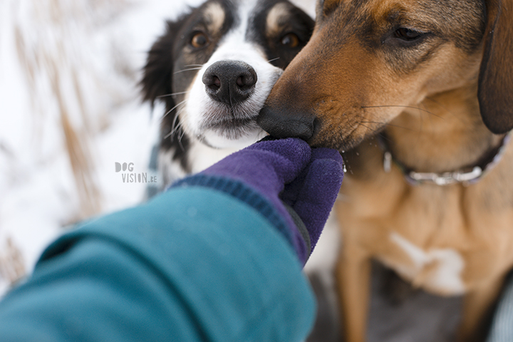 #TongueOutTuesday (02)| hondenfotografie | www.DOGvision.be