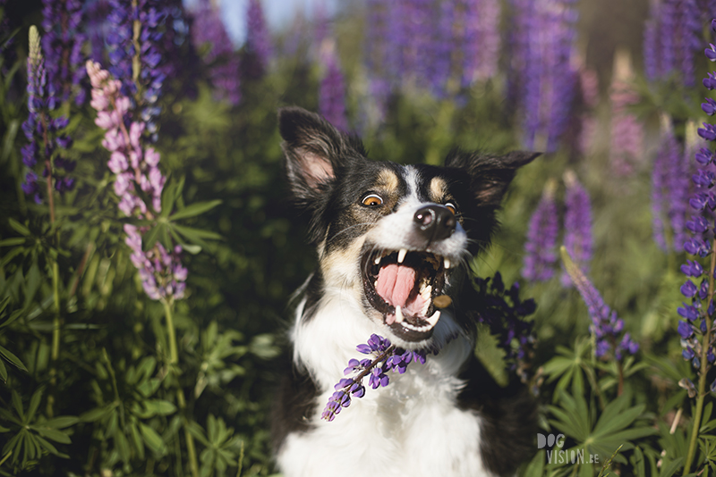 Funny Border Collie face, dog catching cookie, tricolor Border Collie, www.DOGvision.eu