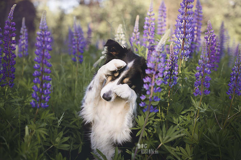 Border Collie shy trick, dog trick, cute dog trick, dog photography, summer lupines, www.DOGvision.eu