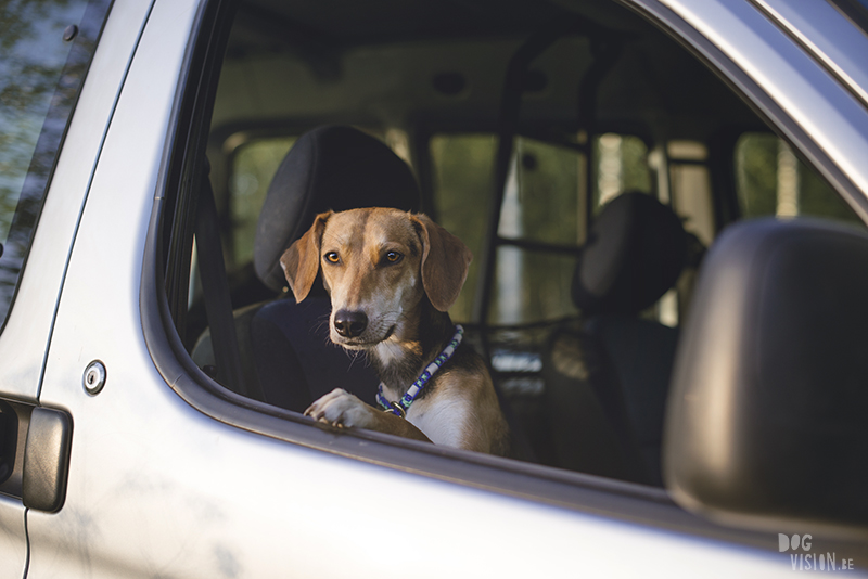 Mutt in car, dog loving car rides, dog photographr Europe, www.DOGvision.eu