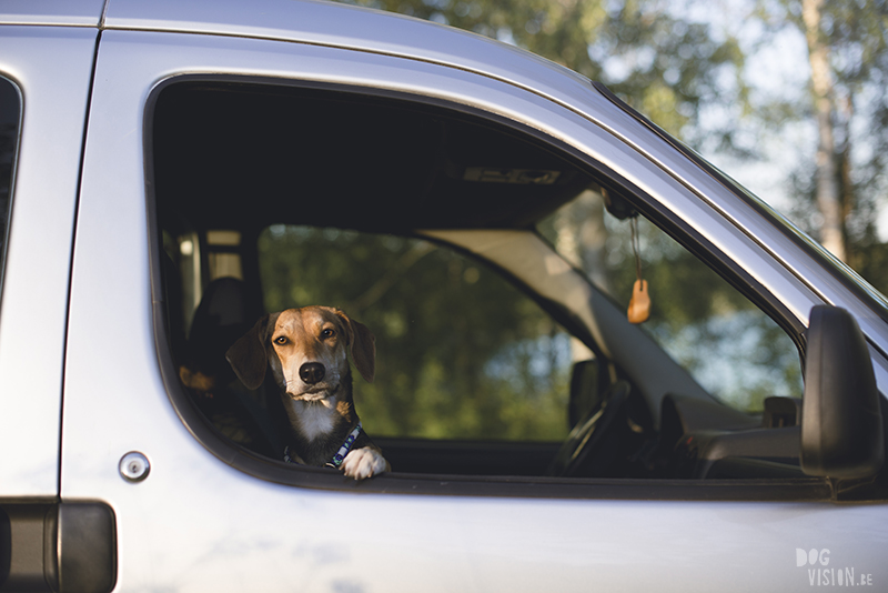 Mutt in car, dog loving car rides, dog photographr Europe, www.DOGvision.eu