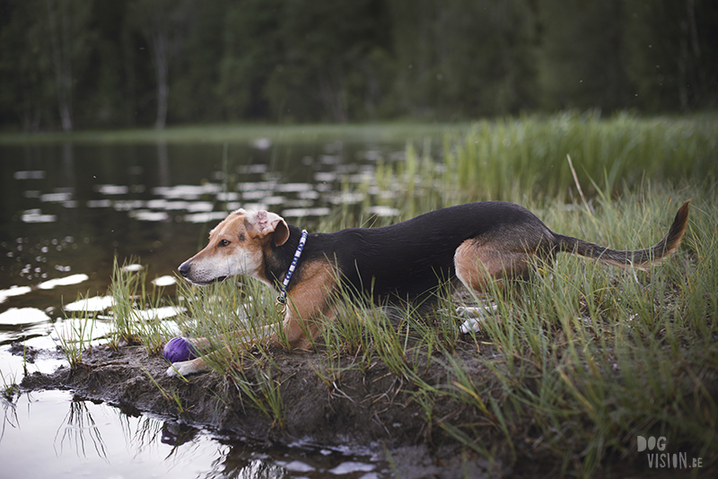 Handmade anti tick collar, playing by the lake, hiking in Sweden, www.DOGvision.eu