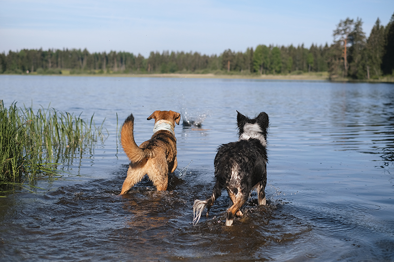 dog photography, swimming with dogs, dog adventure story, dogs in Sweden, www.DOGvision.eu