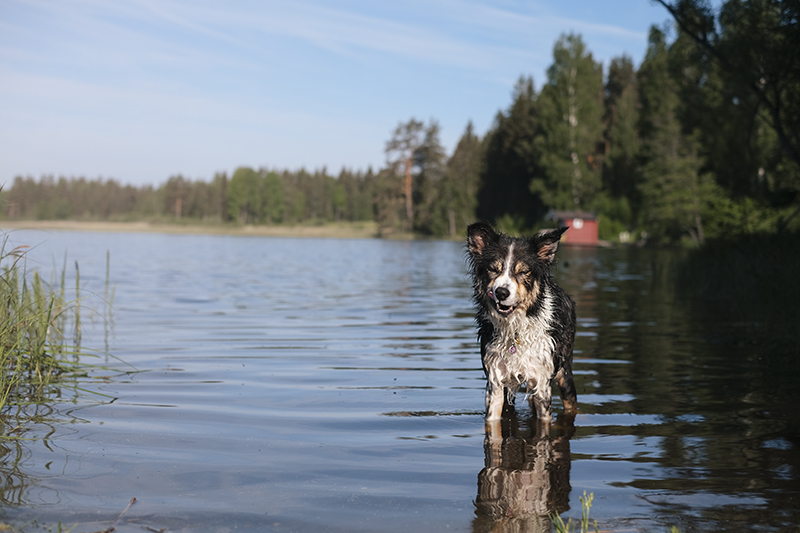 dog photography, swimming with dogs, dog adventure story, dogs in Sweden, www.DOGvision.eu