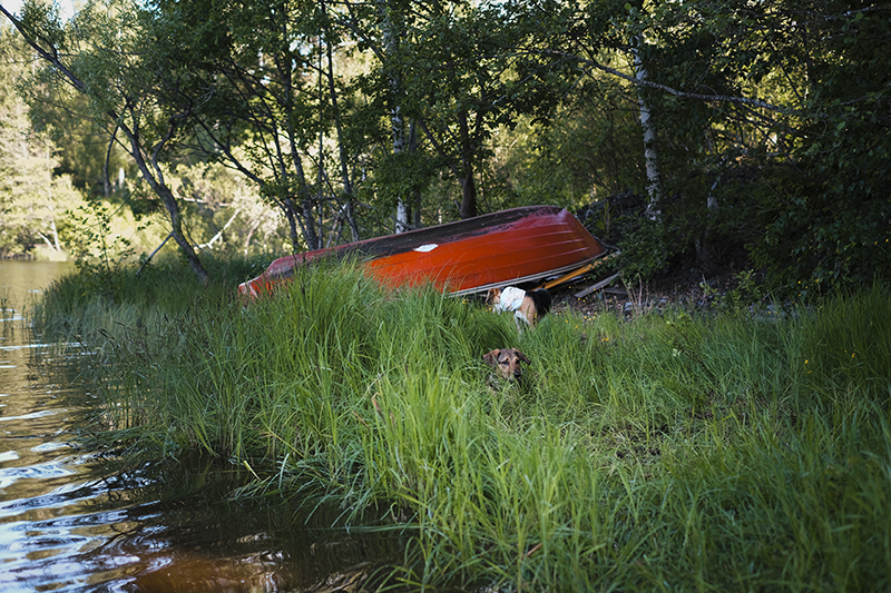 dog photography, swimming with dogs, dog adventure story, dogs in Sweden, www.DOGvision.eu