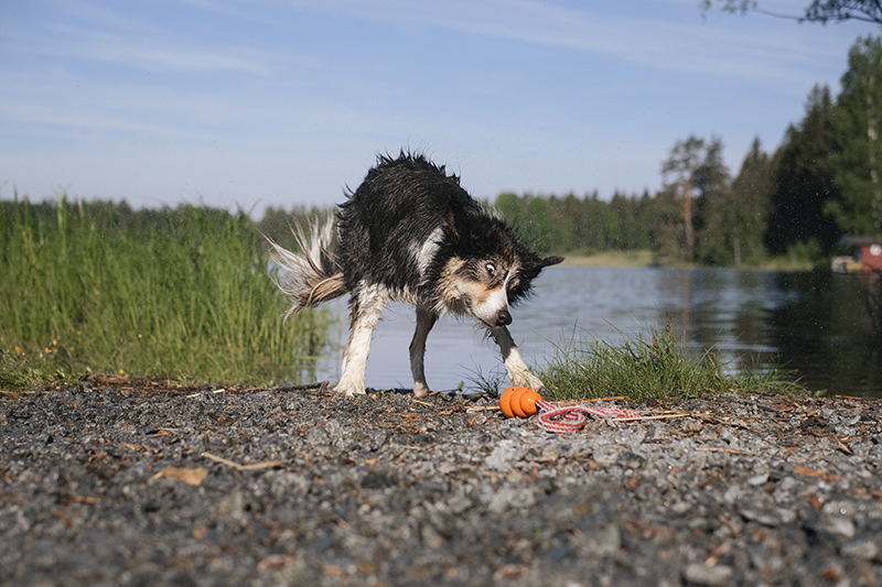 dog photography, swimming with dogs, dog adventure story, dogs in Sweden, www.DOGvision.eu