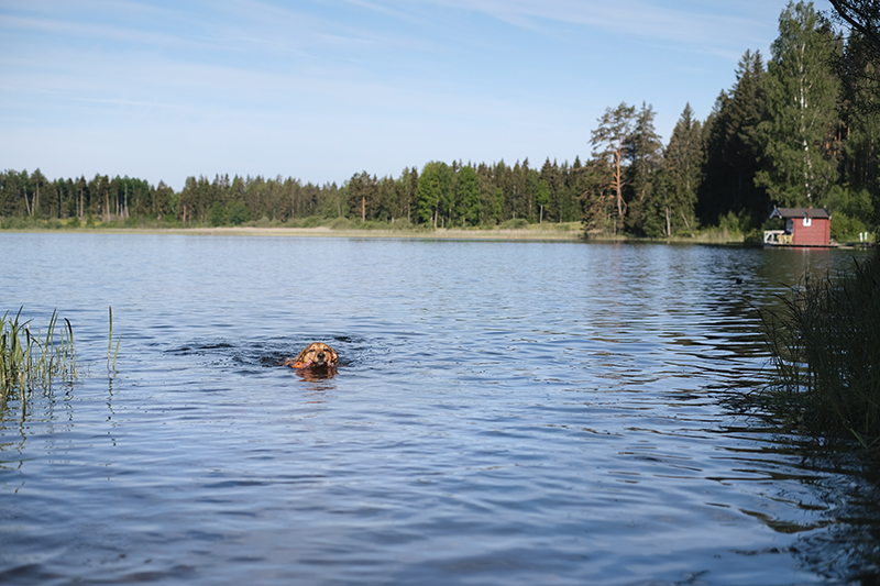 dog photography, swimming with dogs, dog adventure story, dogs in Sweden, www.DOGvision.eu
