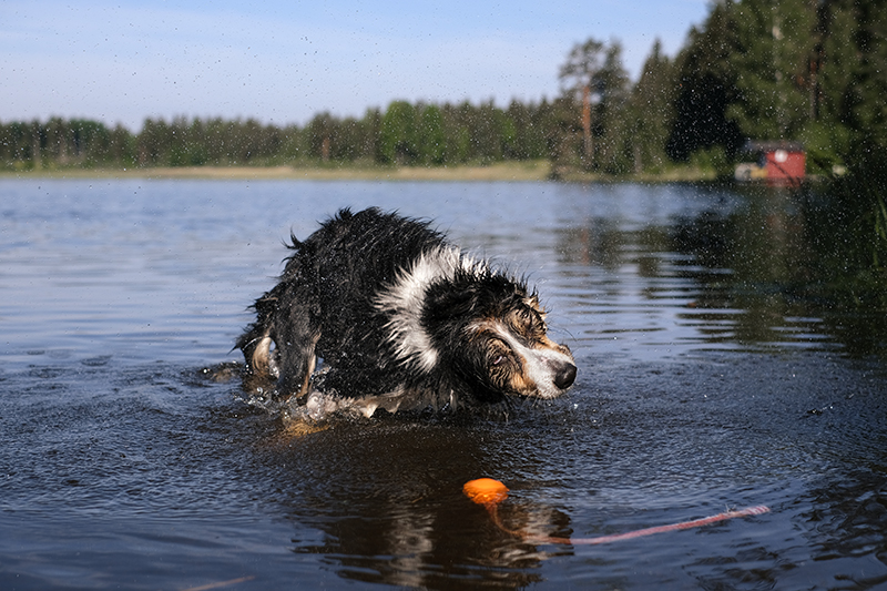 dog photography, swimming with dogs, dog adventure story, dogs in Sweden, www.DOGvision.eu