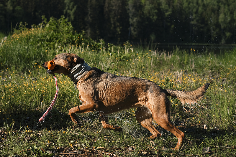 dog photography, swimming with dogs, dog adventure story, dogs in Sweden, www.DOGvision.eu