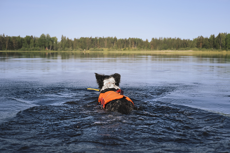 Hurtta adventurer 2023, life vests for dogs, dogs on adventures, lake swimming with dogs, www.DOGvision.eu