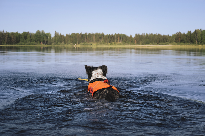 #TongueOutTuesday (25), dog photography blog, Sweden, Hurtta adventurer 2023, www.DOGvision.eu