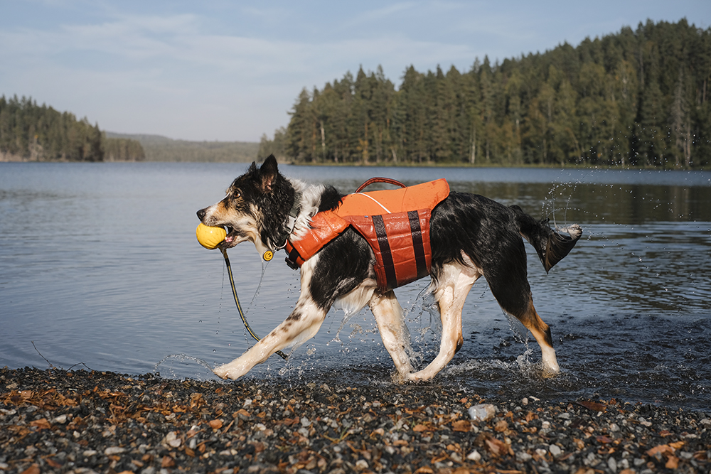 #TongueOutTuesday (37), Dog photography Sweden Dalarna, Border Collie dog pack, rescue dogs, Hurtta Adventurer 2023, www.DOGvision.eu