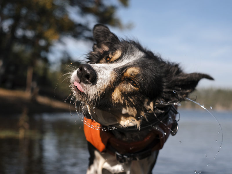 #TongueOutTuesday (37), Dog photography Sweden Dalarna, Border Collie dog pack, rescue dogs, Hurtta Adventurer 2023, www.DOGvision.eu