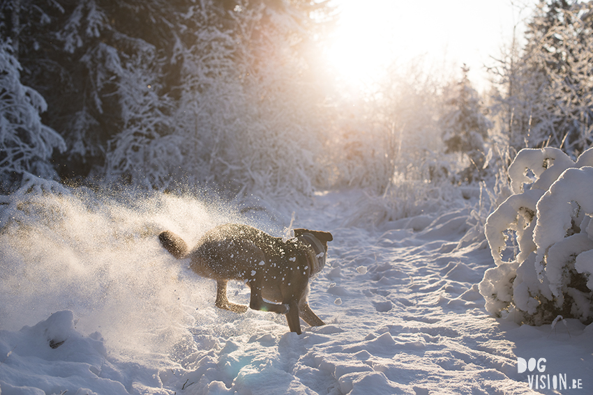 Dogvision, winter dog photography tips and tricks on the blog, www.DOGvision.eu, protecting photography gear in winter.