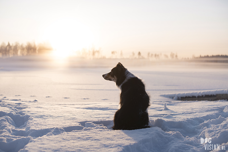 DOGvision, winter dog photography tips and tricks on the blog, www.DOGvision.eu, protecting photography gear in winter.