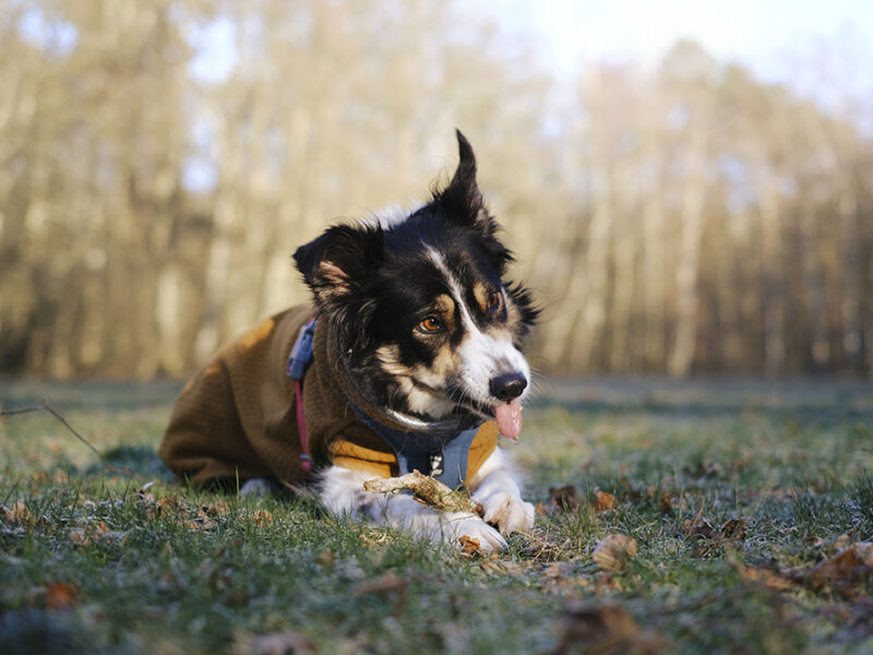 #TongueOutTuesday, dog photography, weekly photography challenge, Border Collie Mogwai, www.DOGvision.eu