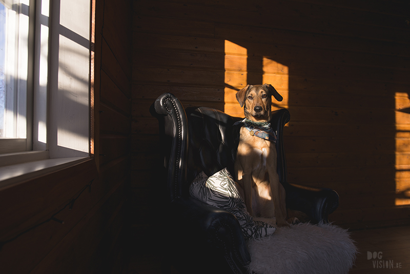 dog in chesterfield chair, indoor dog photography, www.dogvision.eu