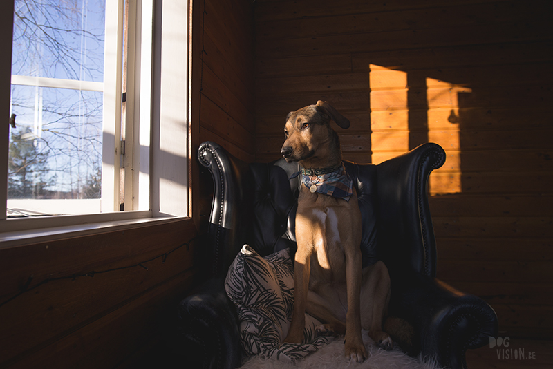 dog in chesterfield chair, indoor dog photography, www.dogvision.eu