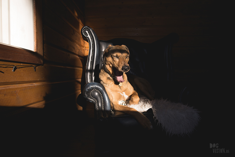 dog in chesterfield chair, indoor dog photography, www.dogvision.eu