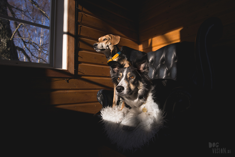 dog in chesterfield chair, indoor dog photography, www.dogvision.eu