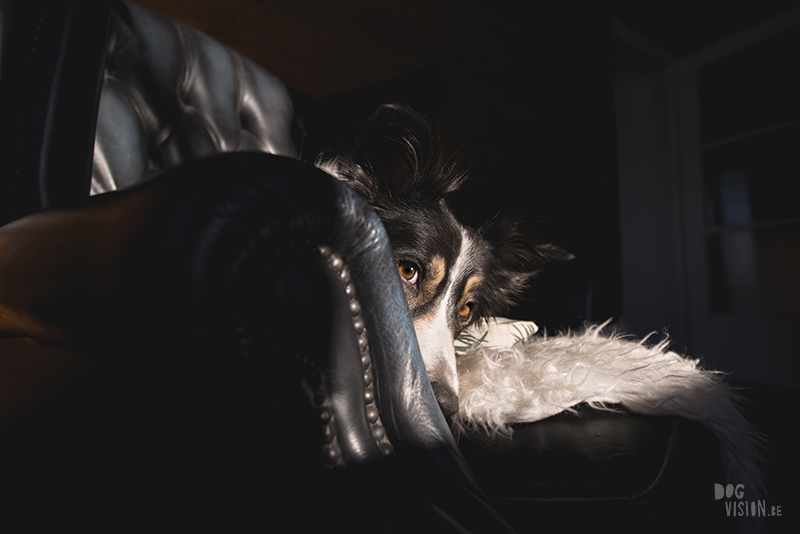 dog in chesterfield chair, indoor dog photography, www.dogvision.eu