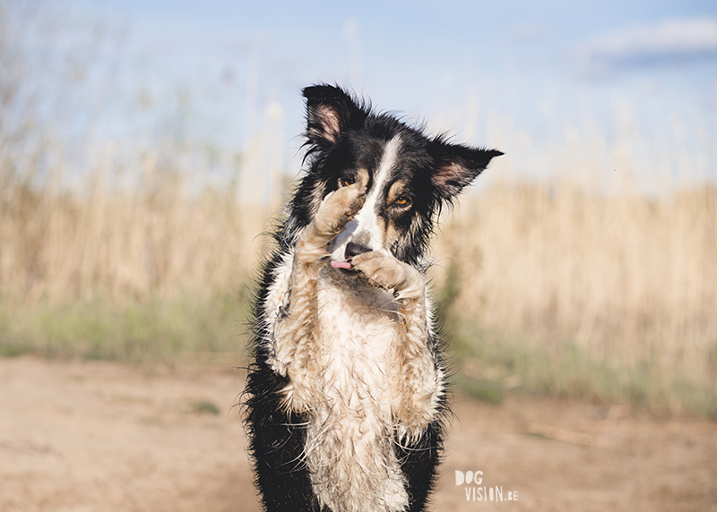 #TongueOutTuesday (22), hondenfotografie, hondenblog, www.DOGvision.be