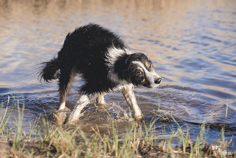 Hondenblog, Border Collie, straathond Bosnië, straathond Kreta, hondenfotograaf, hondenfotografie, Zweden, www.DOGvision.be