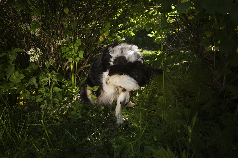 #TongueOutTuesday (25), dog photography blog, Sweden, Hurtta adventurer 2023, www.DOGvision.eu