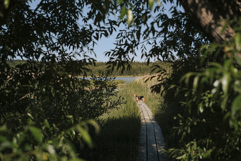 #TongueOutTuesday (25), dog photography blog, Sweden, Hurtta adventurer 2023, www.DOGvision.eu