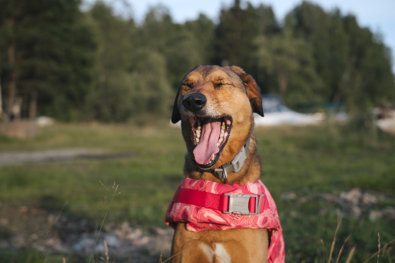 #TongueOutTuesday (35), yawning dog, dog photography, adventure dogs Sweden, Hurtta adventurer 2022, www.DOGvision.eu
