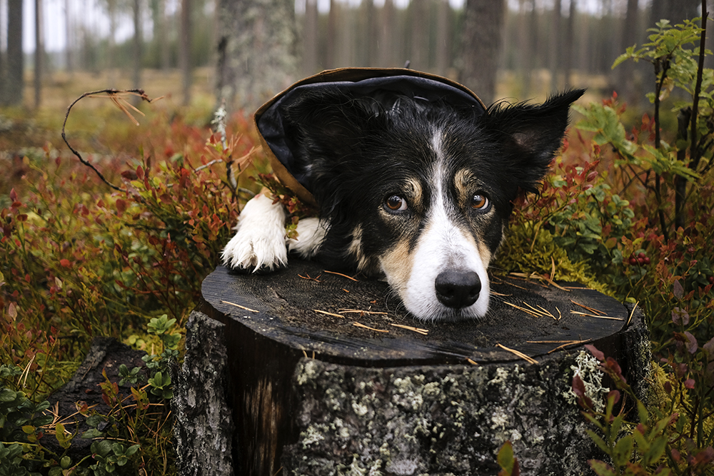 Rainy day, wet Border Collie, senior dog, Hurtta Monsoon raincoat, www.DOGvision.eu