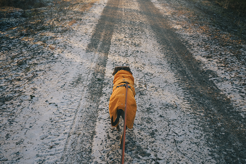 geocaching with dogs in Europe, Sweden, hurtta dog coat Expedition parka, www.DOGvision.eu