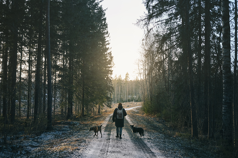 geocaching with dogs in Europe, Sweden, www.DOGvision.eu