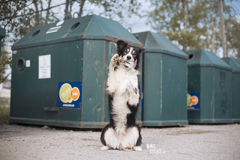 dog training anywhere, local recycle station, border collie training, fit dog challenge, dog trick, dog photography Sweden, www>DOGvision.eu
