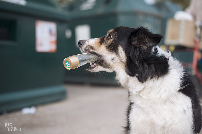 dog training anywhere, local recycle station, border collie training, fit dog challenge, dog trick, dog photography Sweden, www>DOGvision.eu